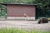 Tierpark-Berlin-2017-170909-DSC_8250.jpg