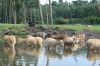 Safaripark-Serengeti-Park-Hodenhagen-070728-DSC_0164.jpg