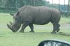 Safaripark-Serengeti-Park-Hodenhagen-070728-DSC_0176.jpg