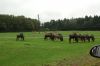 Safaripark-Serengeti-Park-Hodenhagen-100827-DSC_0096.JPG