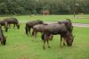 Safaripark-Serengeti-Park-Hodenhagen-100827-DSC_0098.JPG