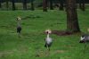 Safaripark-Serengeti-Park-Hodenhagen-100827-DSC_0104.JPG