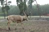 Safaripark-Serengeti-Park-Hodenhagen-100827-DSC_0126.JPG