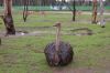 Safaripark-Serengeti-Park-Hodenhagen-100827-DSC_0149.JPG