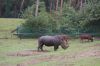 Safaripark-Serengeti-Park-Hodenhagen-100827-DSC_0162.JPG