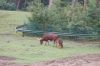 Safaripark-Serengeti-Park-Hodenhagen-100827-DSC_0165.JPG