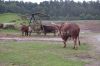 Safaripark-Serengeti-Park-Hodenhagen-100827-DSC_0170.JPG