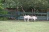 Safaripark-Serengeti-Park-Hodenhagen-100827-DSC_0203.JPG