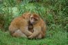 Safaripark-Serengeti-Park-Hodenhagen-100827-DSC_0256.JPG