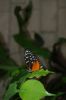 Schmetterlingspark-Alaris-Buchholz-110514-DSC_0710.JPG