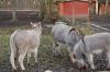 Tiergehege-Luetzen-120115-DSC_0413.JPG