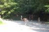 Tierpark Hagenbeck-Hamburg-B-120904-DSC_0112.JPG