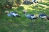 Tierpark Hagenbeck-Hamburg-B-120904-DSC_0157.JPG