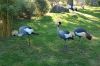 Tierpark Hagenbeck-Hamburg-B-120904-DSC_0158.JPG