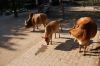 Tierpark Hagenbeck-Hamburg-B-120904-DSC_0226.JPG