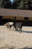 Tierpark Hagenbeck-Hamburg-B-120904-DSC_0237.JPG