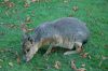 Tierpark Hagenbeck-Hamburg-B-120904-DSC_0261_0266.JPG