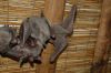 Wildpark-Harburg-120205-DSC_0390.JPG