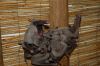 Wildpark-Harburg-120205-DSC_0391.JPG