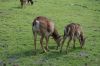 Wildpark-Lueneburg-120406-DSC_0204.JPG