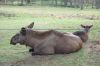 Wildpark-Lueneburg-120406-DSC_0225.JPG