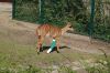 Zoo-Hannover-110409-DSC_0082.JPG