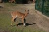 Zoo-Hannover-110409-DSC_0087.JPG