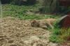 Zoo-Hannover-110409-DSC_0147.JPG