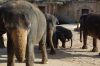 Zoo-Hannover-110409-DSC_0276.JPG