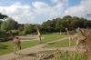 Zoo-Leipzig-110928-DSC_0488.jpg