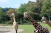 Zoo-Leipzig-110928-DSC_0493.jpg