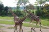 Zoo-Leipzig-110928-DSC_0497.jpg