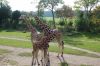 Zoo-Leipzig-110928-DSC_0498.jpg