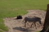 Zoo-Leipzig-110928-DSC_0501.jpg