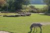 Zoo-Leipzig-110928-DSC_0503.jpg