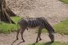 Zoo-Leipzig-110928-DSC_0504.jpg