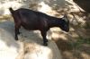 Zoo-Leipzig-110928-DSC_0513.jpg