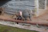 Zoo-Leipzig-110928-DSC_0515.jpg