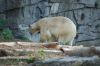 Berliner-Tierpark-2015-151010-DSC_0083.jpg