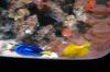 SEA-LIFE-Berlin-2016-160816-DSC_1454.jpg