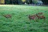 Wildpark-Leipzig-2017-170827-DSC_7997.jpg