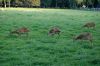 Wildpark-Leipzig-2017-170827-DSC_8000.jpg