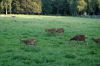 Wildpark-Leipzig-2017-170827-DSC_8004.jpg