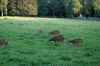 Wildpark-Leipzig-2017-170827-DSC_8005.jpg