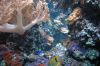 Aquarium-Berlin-2017-171205-DSC_9884.jpg