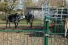 210403-Tierpark-Kruezen-DSC_1066.jpg