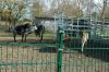 210403-Tierpark-Kruezen-DSC_1067.jpg