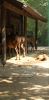 Tierpark-Berlin-130810-DSC_0034.JPG