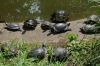 Tierpark-Berlin-130810-DSC_0171.JPG