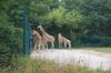 Tierpark-Berlin-130810-DSC_0607.JPG